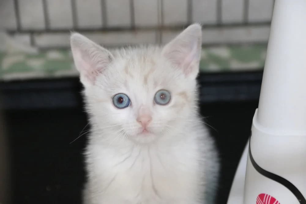 Neige, female puppy Mixed Breed for adoption at CatRescue ASBL, Brussels