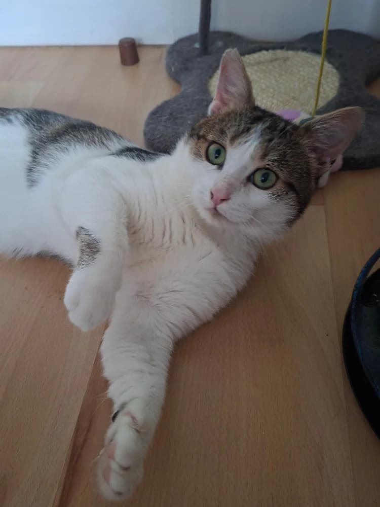 Robin Hood, male 3yo Mixed Breed for adoption at CatRescue ASBL, Brussels