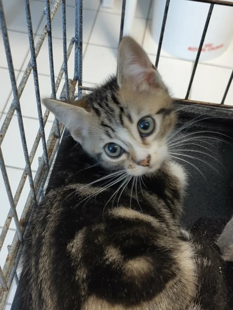 Tortellini, male puppy Mixed Breed for adoption at CatRescue ASBL, Brussels