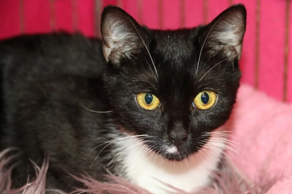 Whitney, female young Mixed Breed for adoption at CatRescue ASBL, Brussels