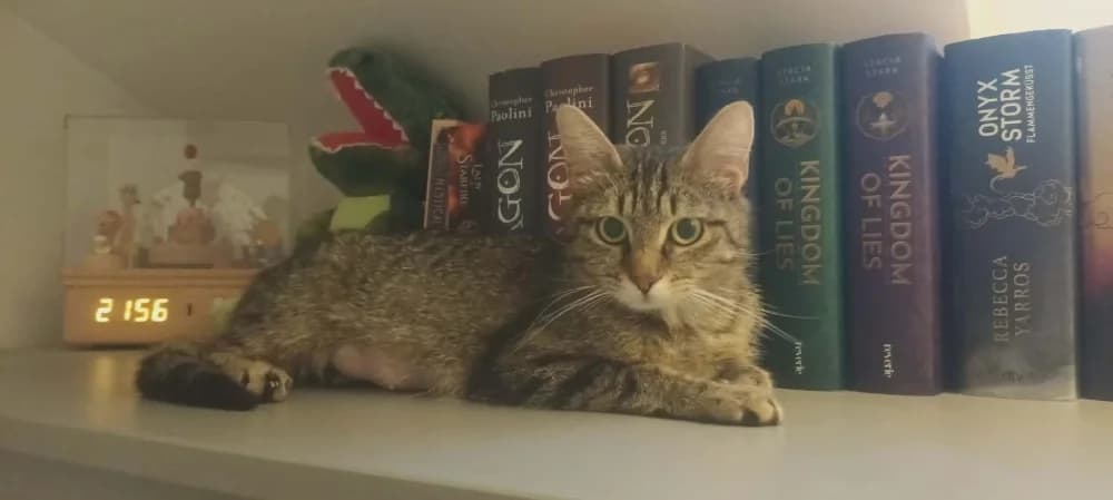 Aube, female young Mixed Breed for adoption at CatRescue ASBL, Brussels