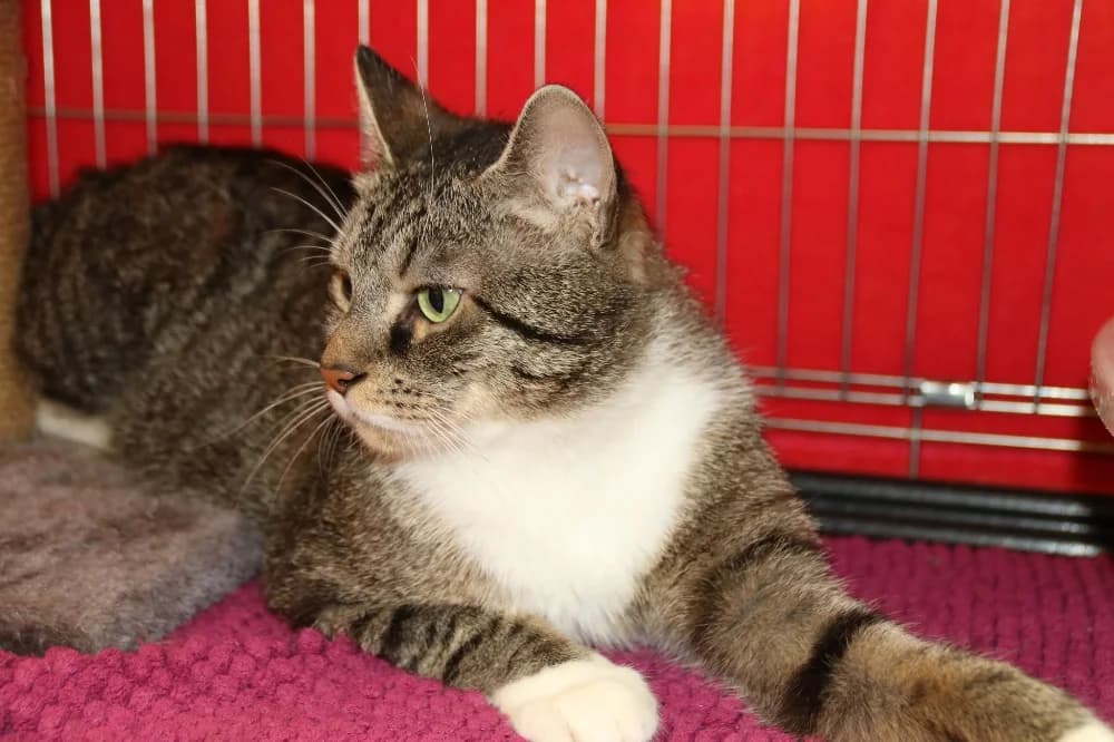 Chaplin, male young Mixed Breed for adoption at CatRescue ASBL, Brussels