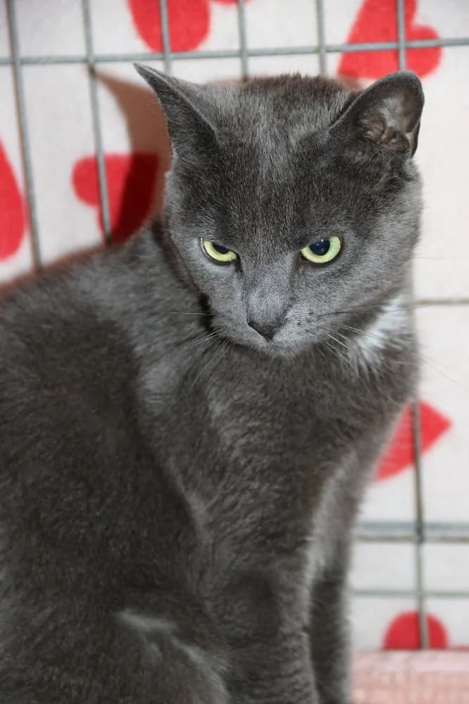 Velvet, female 3yo Mixed Breed for adoption at CatRescue ASBL, Brussels
