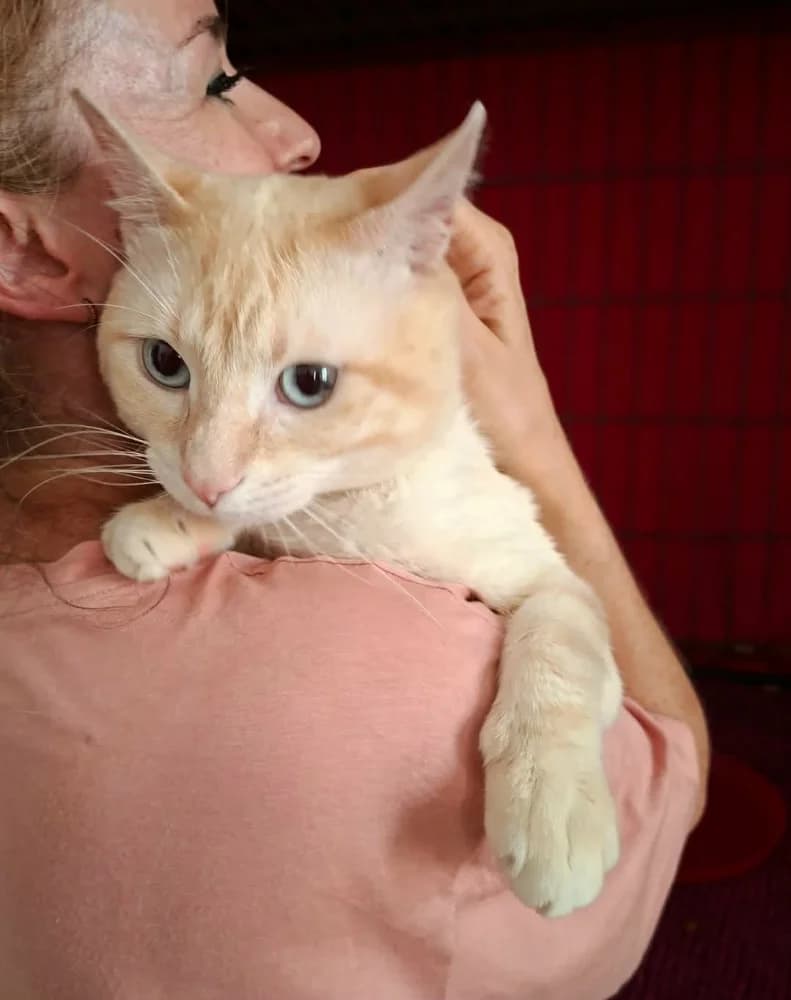 Pastel, male young Mixed Breed for adoption at CatRescue ASBL, Brussels