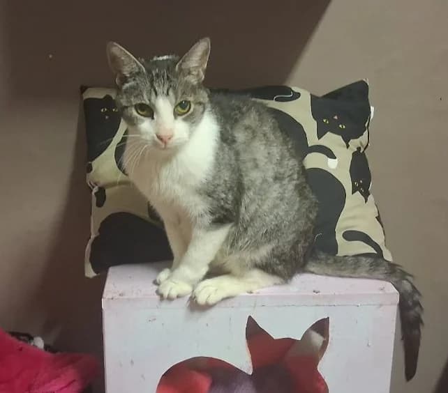 Thomas O'Malley, male senior Mixed Breed for adoption at CatRescue ASBL, Brussels