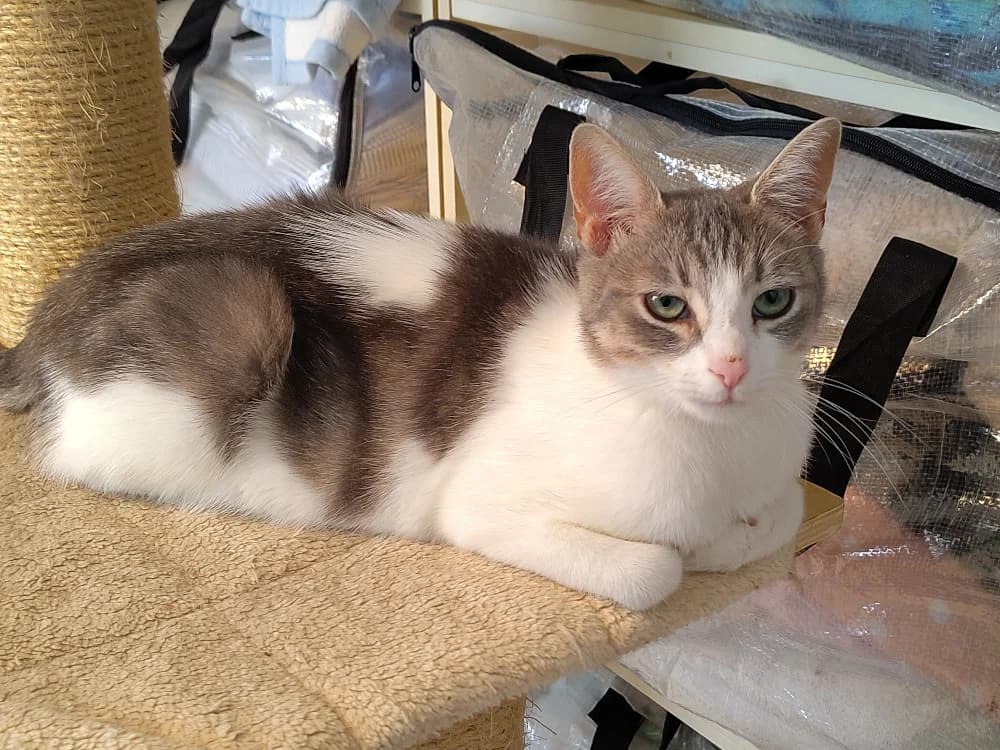 Wanda, female young Mixed Breed for adoption at CatRescue ASBL, Brussels