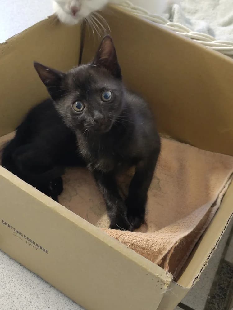 Tornade, female puppy Mixed Breed for adoption at CatRescue ASBL, Brussels