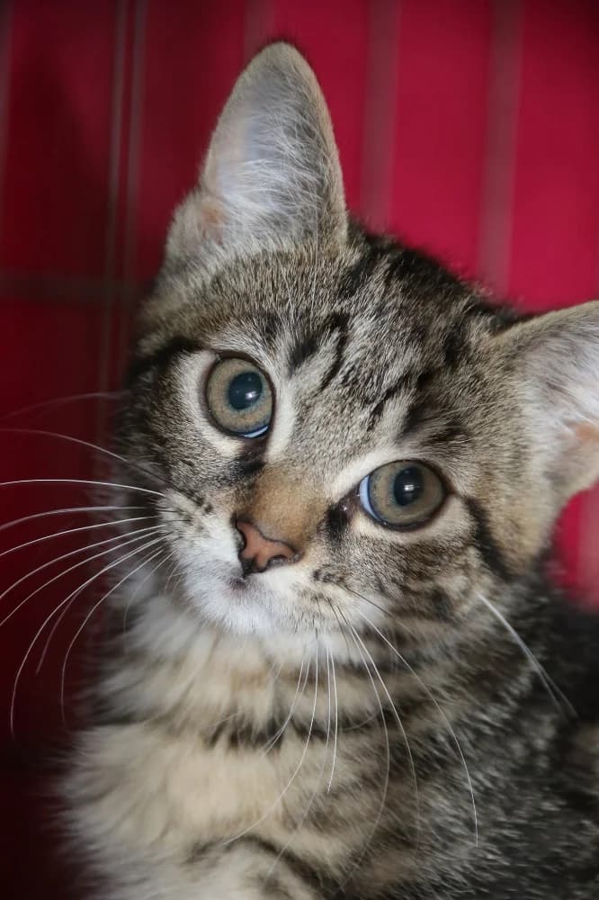 Justin, male puppy Mixed Breed for adoption at CatRescue ASBL, Brussels