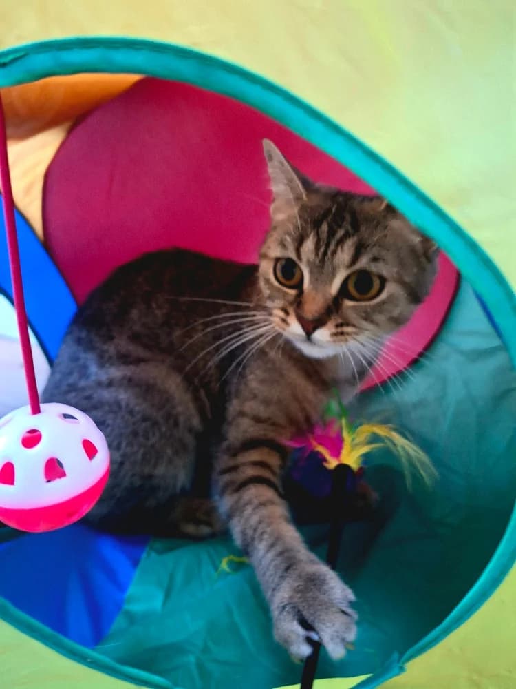 Fran, female young Mixed Breed for adoption at CatRescue ASBL, Brussels