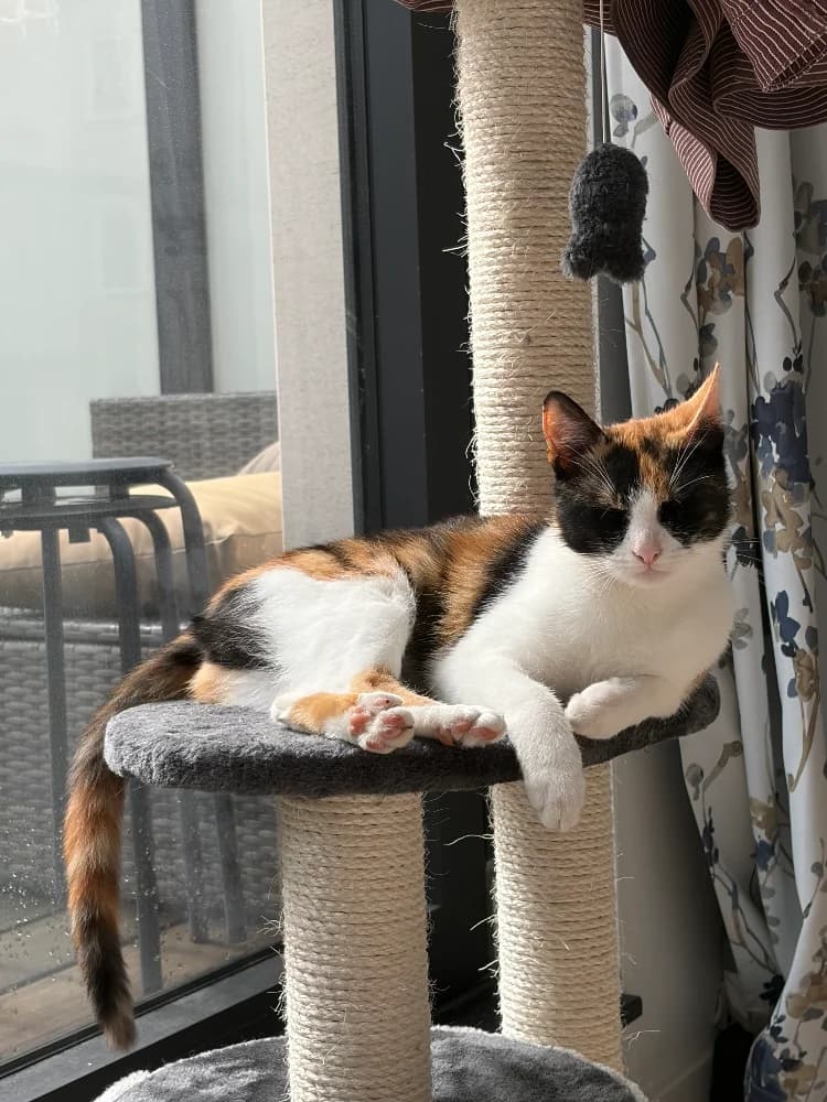 Butterfly, female young Mixed Breed for adoption at CatRescue ASBL, Brussels