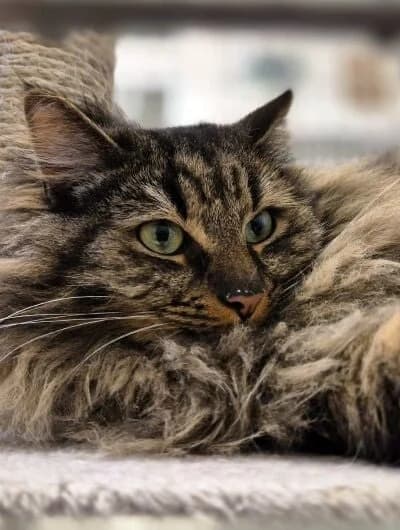 Grizou, male mixed breed for adoption at Chats Libres ASBL, Etterbeek (Brussels)