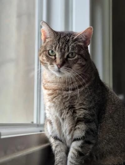 Grizou,  (Chats Libres ASBL)