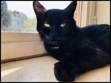 Grizou,  (Chats Libres ASBL)