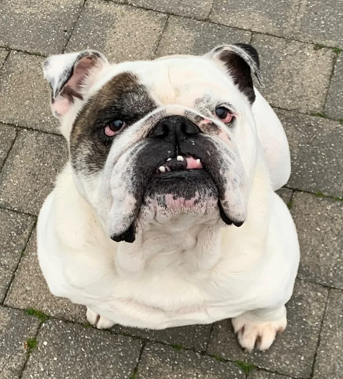 Monk, senior English Bulldog for adoption at Chez Swa vzw