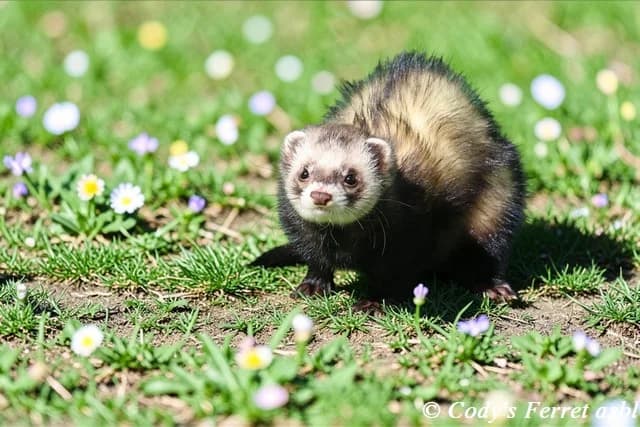 Arthur, putoisé male mixed breed for adoption at Cody's Ferret ASBL
