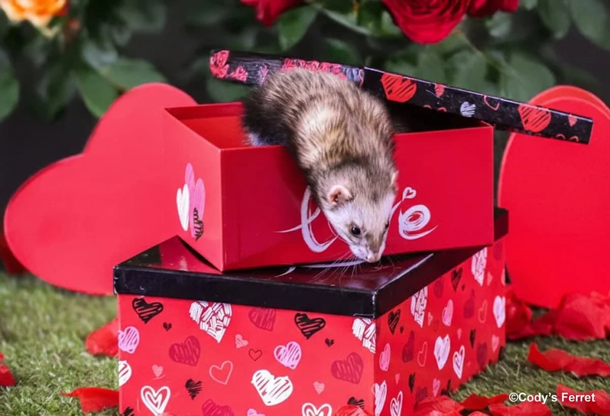 DESIREE, putoisée female mixed breed for adoption at Cody's Ferret ASBL