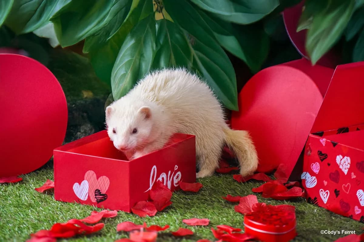 FLASHY, albinos male mixed breed for adoption at Cody's Ferret ASBL