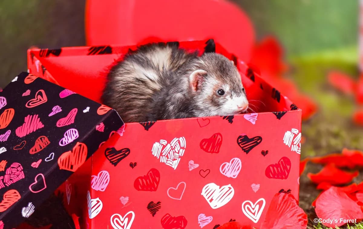 HORTENSE, putoisée female mixed breed for adoption at Cody's Ferret ASBL