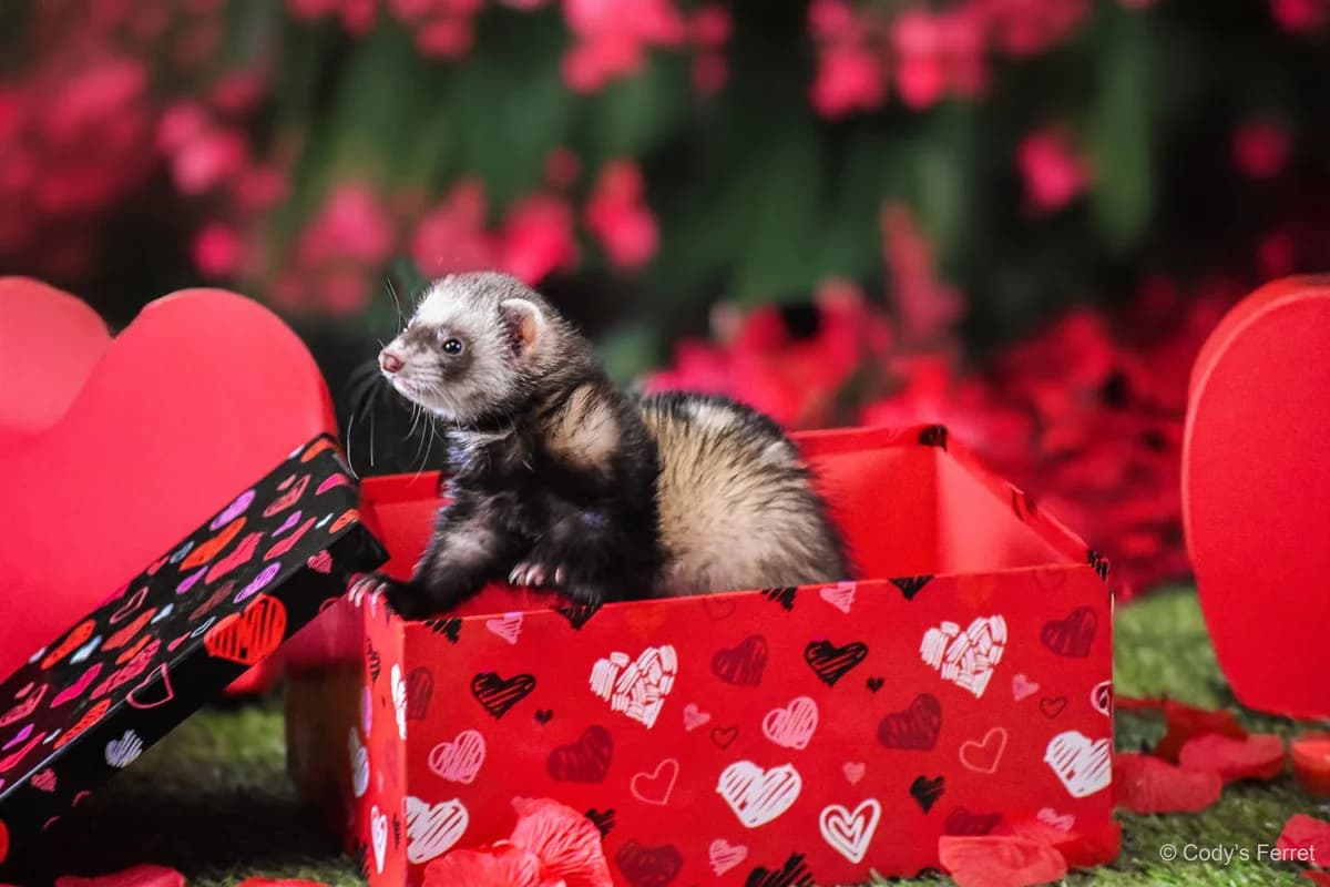 Lio, putoisée female mixed breed for adoption at Cody's Ferret ASBL