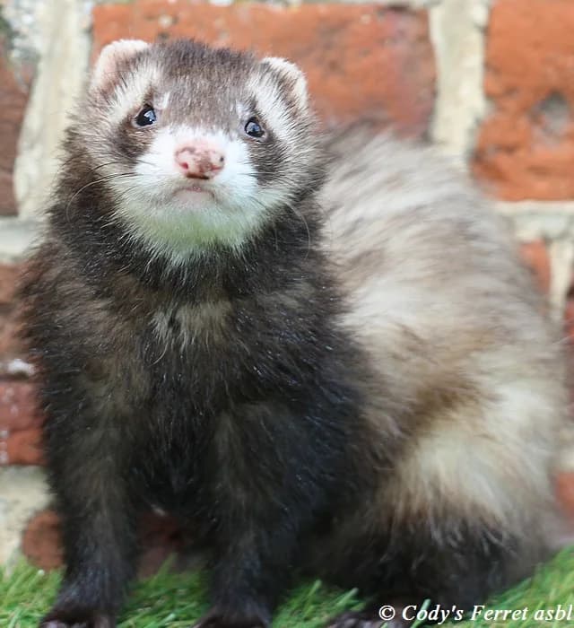 LISA, putoisée female mixed breed for adoption at Cody's Ferret ASBL
