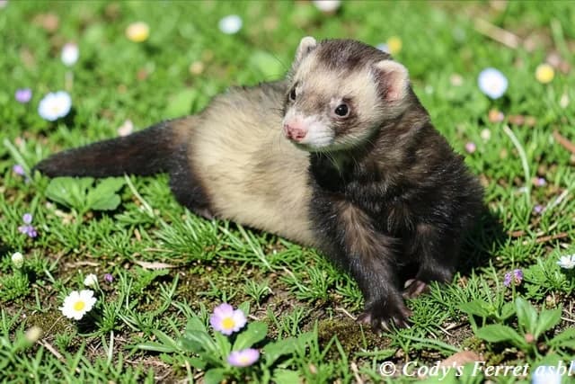 MOMO, putoisé male mixed breed for adoption at Cody's Ferret ASBL