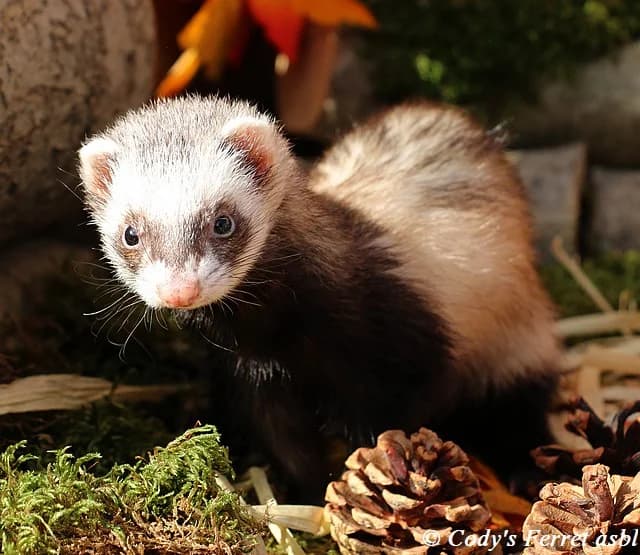NEGAN, putoisée female mixed breed for adoption at Cody's Ferret ASBL