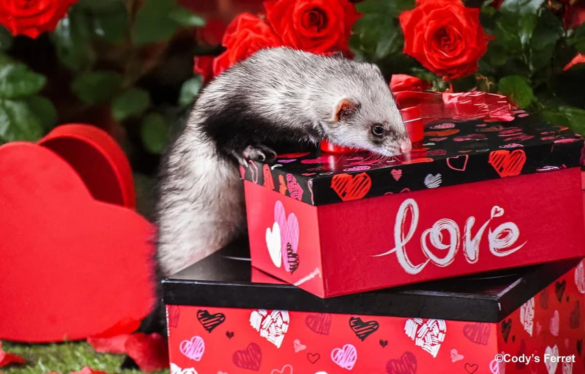 POLY, putoisée female mixed breed for adoption at Cody's Ferret ASBL