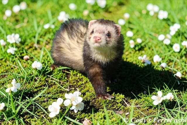Rolo, zibeline male mixed breed for adoption at Cody's Ferret ASBL