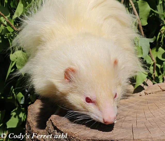 SWIFFER, albinos male mixed breed for adoption at Cody's Ferret ASBL