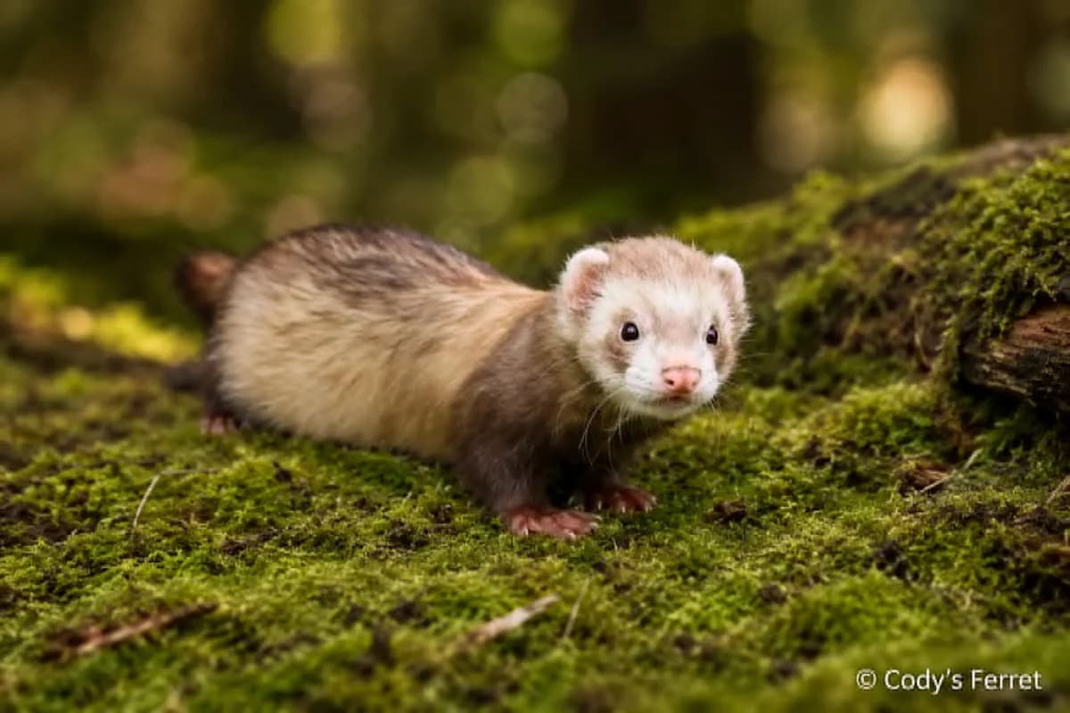 BOUBA,  (Cody's Ferret ASBL)