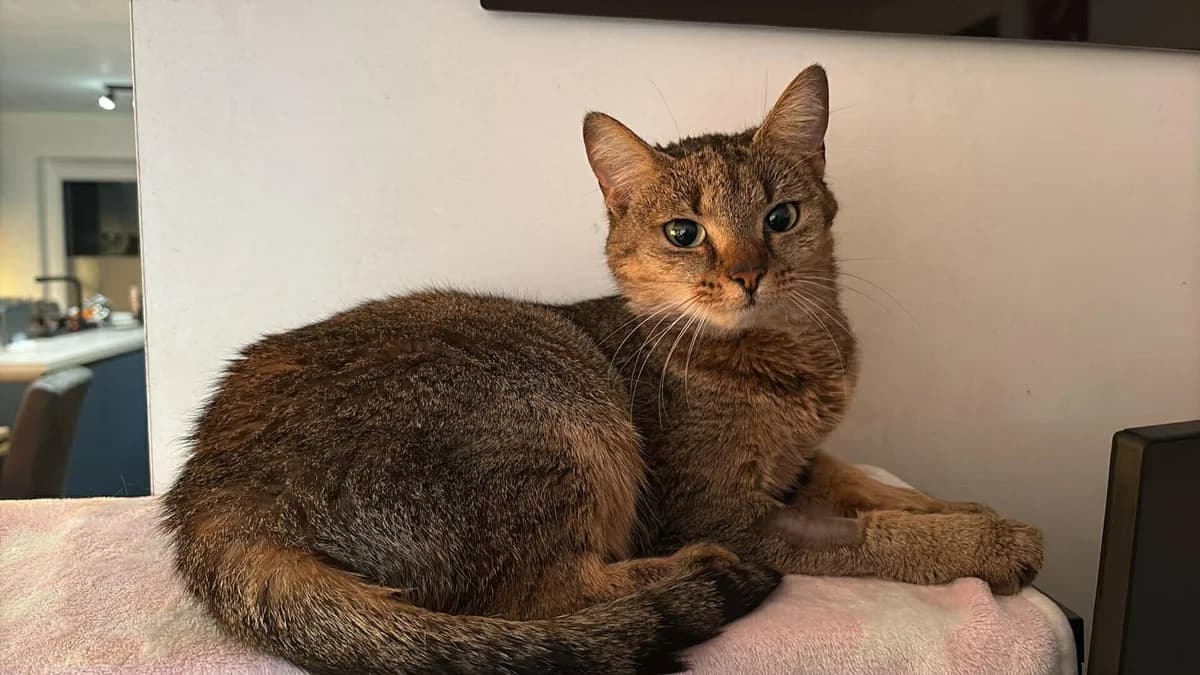 Athena, female Mixed Breed for adoption at Cosy Cat's ASBL