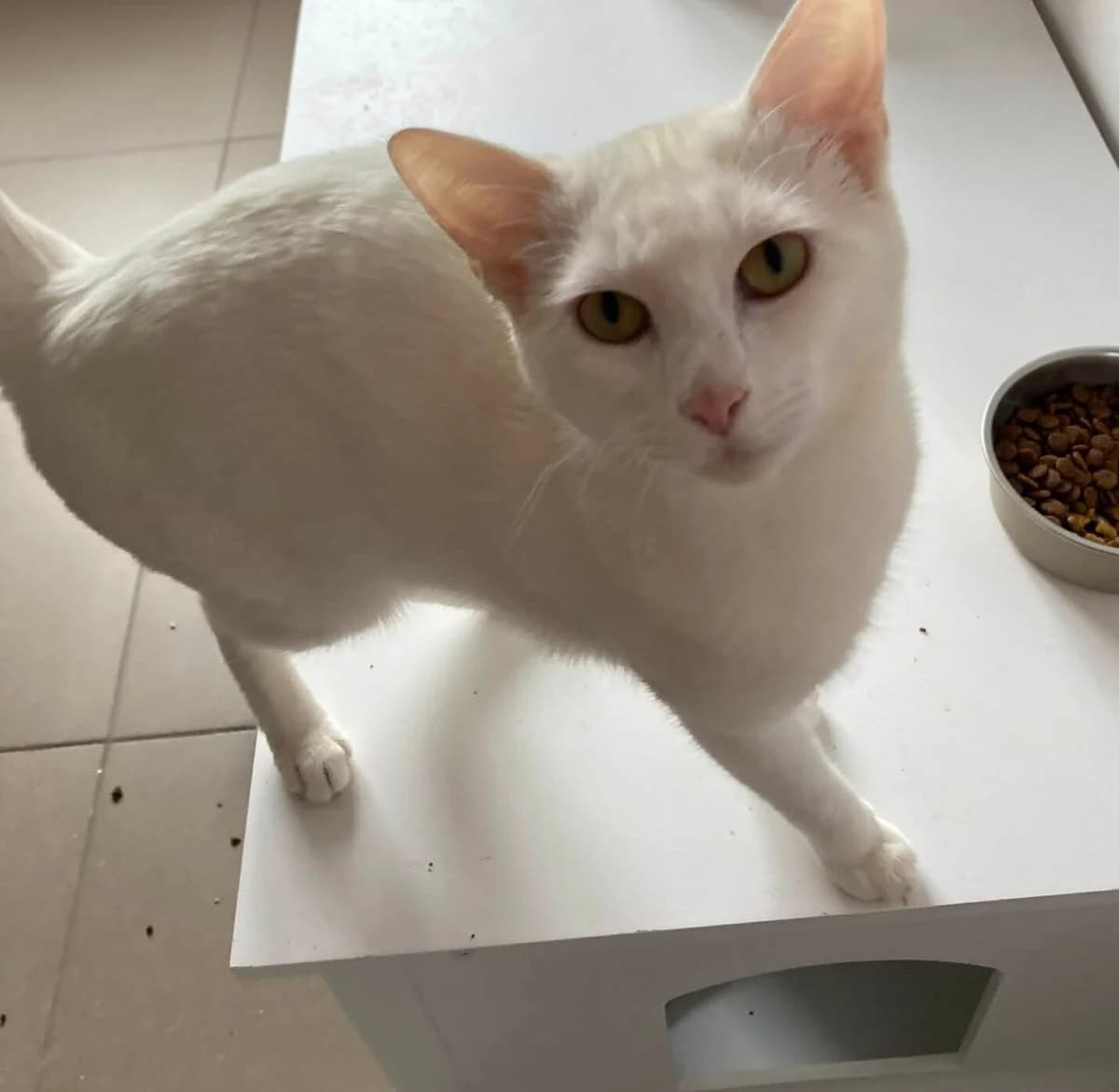 Papote, male Mixed Breed for adoption at Cosy Cat's ASBL