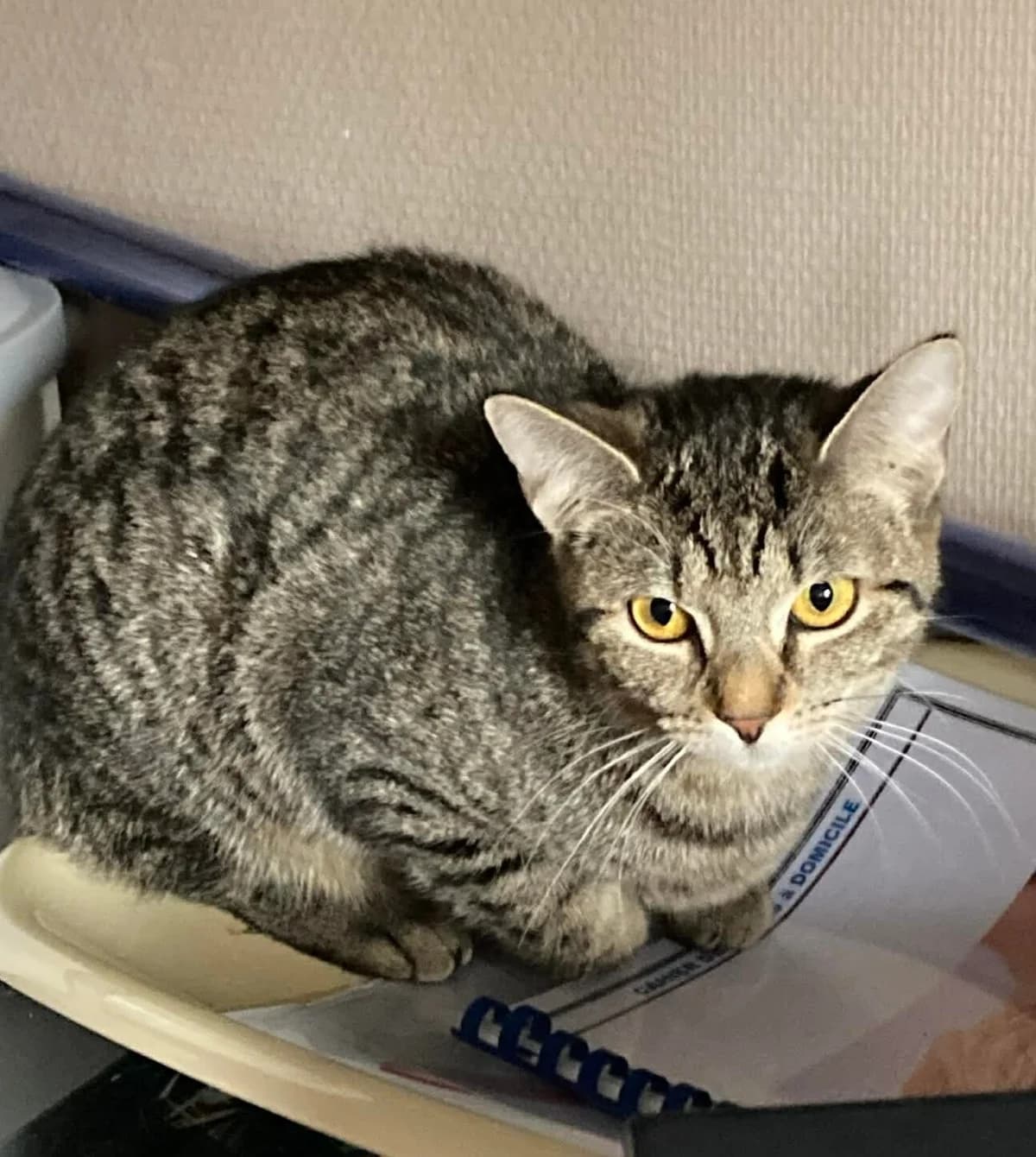 Pimkie, female Mixed Breed for adoption at Cosy Cat's ASBL