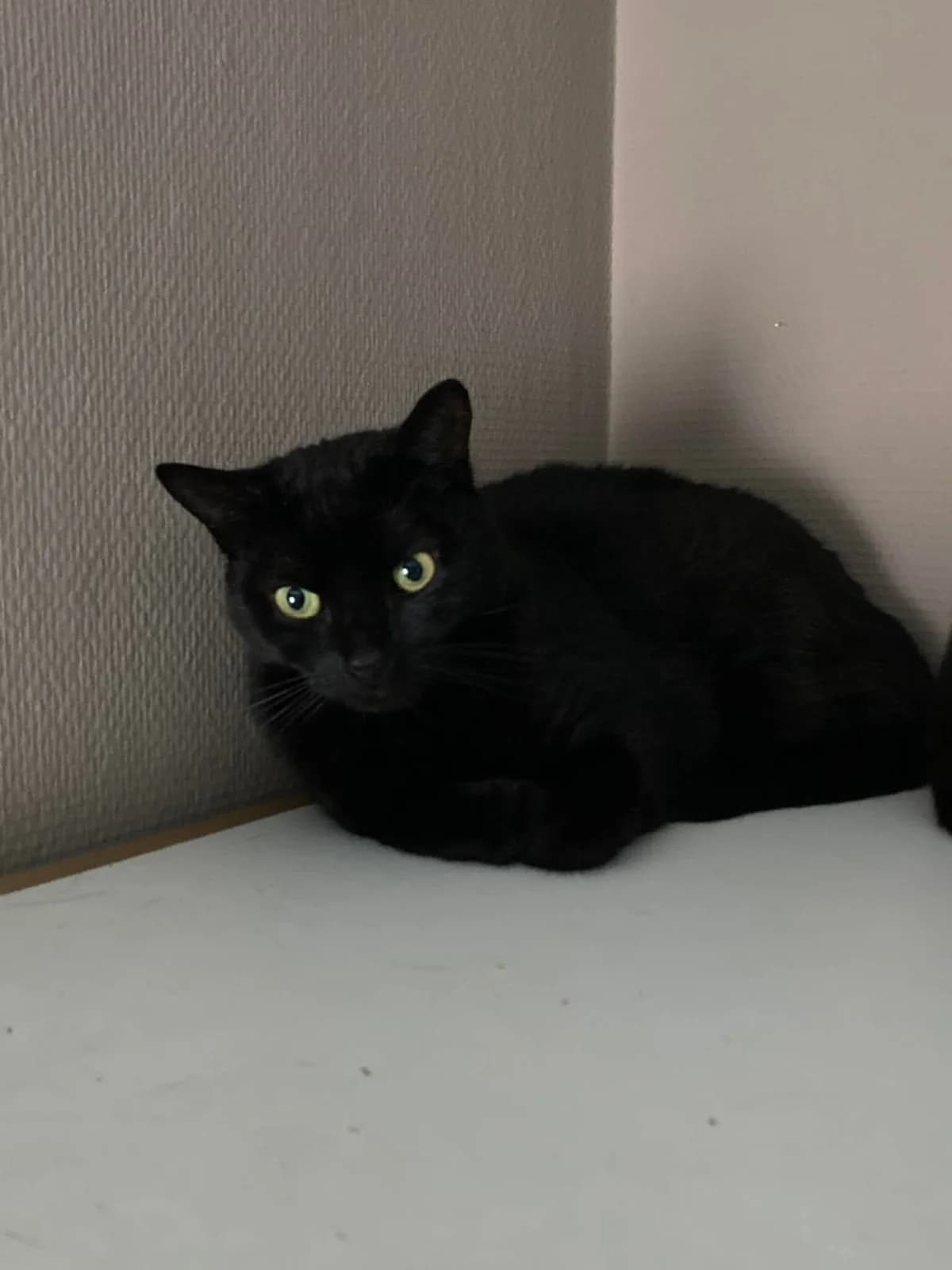 Punzel, male Mixed Breed for adoption at Cosy Cat's ASBL