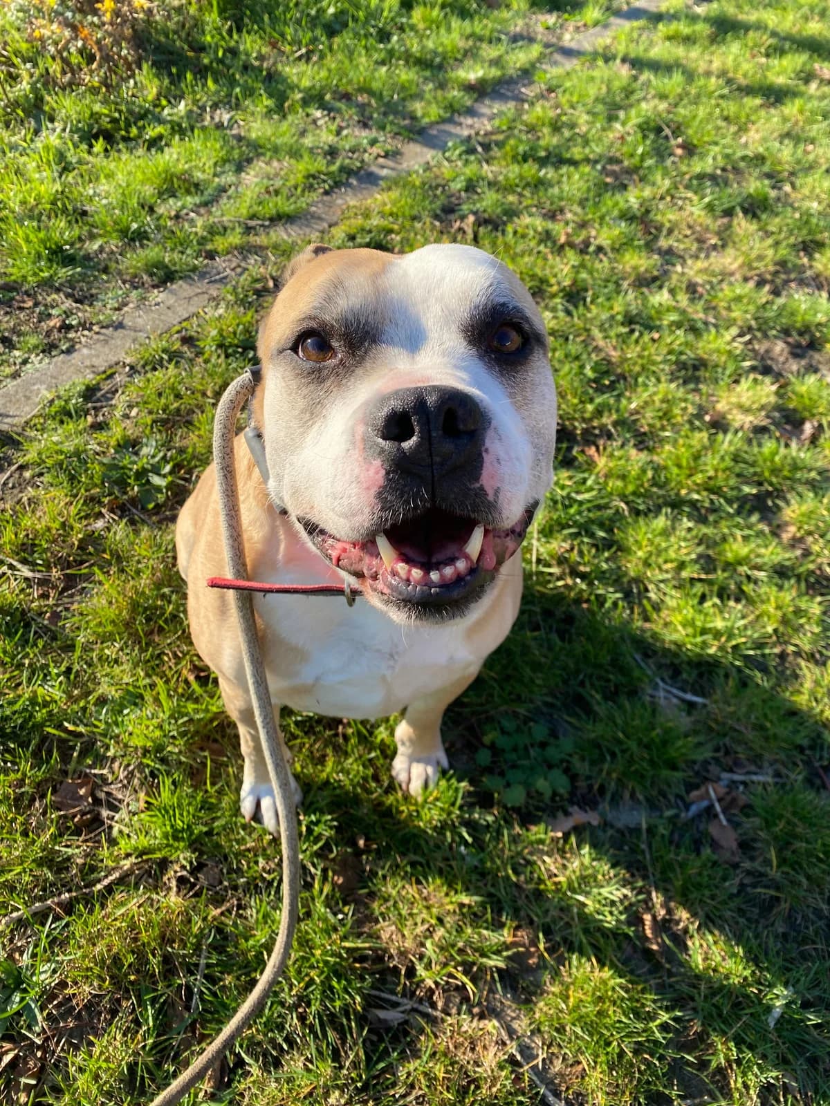 Black, male senior American Staffordshire Terrier for adoption at Croix Bleue Belgique — Refuge de Forest, Forest