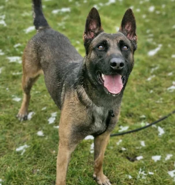 Boyka, male 5yo Belgian Malinois for adoption at Croix Bleue Belgique — Refuge de Forest, Forest