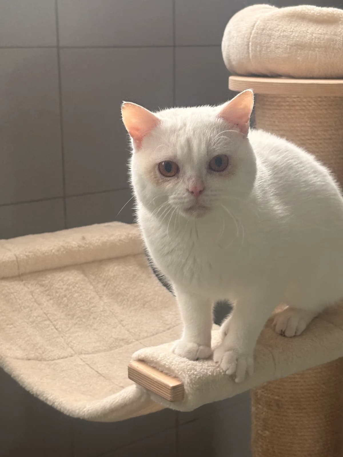 Coco, male puppy British Shorthair for adoption at Croix Bleue Belgique — Refuge de Forest, Forest