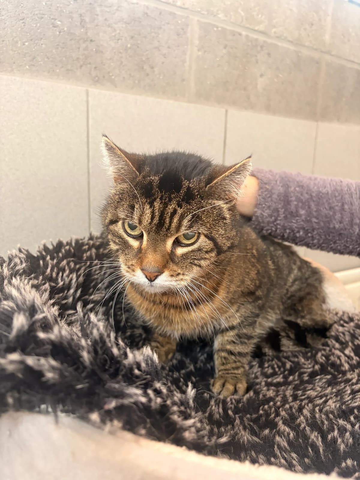 Crumble, male European Shorthair for adoption at Croix Bleue Belgique — Refuge de Forest, Forest