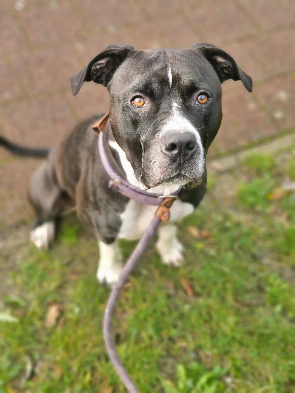 Doxx, male American Staffordshire Terrier for adoption at Croix Bleue Belgique — Refuge de Forest, Forest
