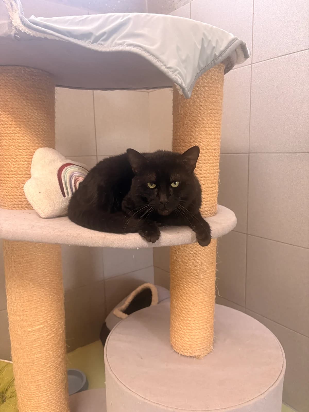 Filipe, male European Shorthair for adoption at Croix Bleue Belgique — Refuge de Forest, Forest