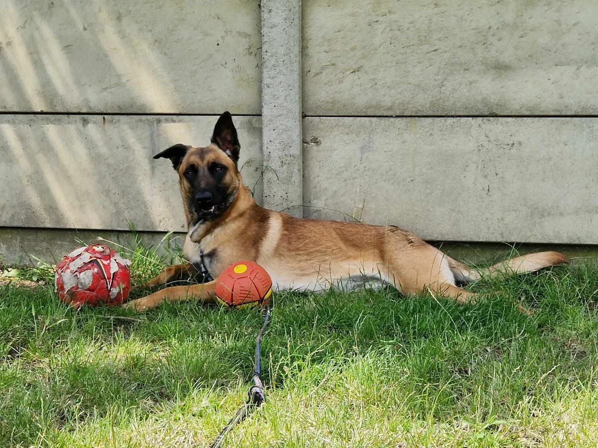 Golfo, male 3yo Belgian Malinois for adoption at Croix Bleue Belgique — Refuge de Forest, Forest