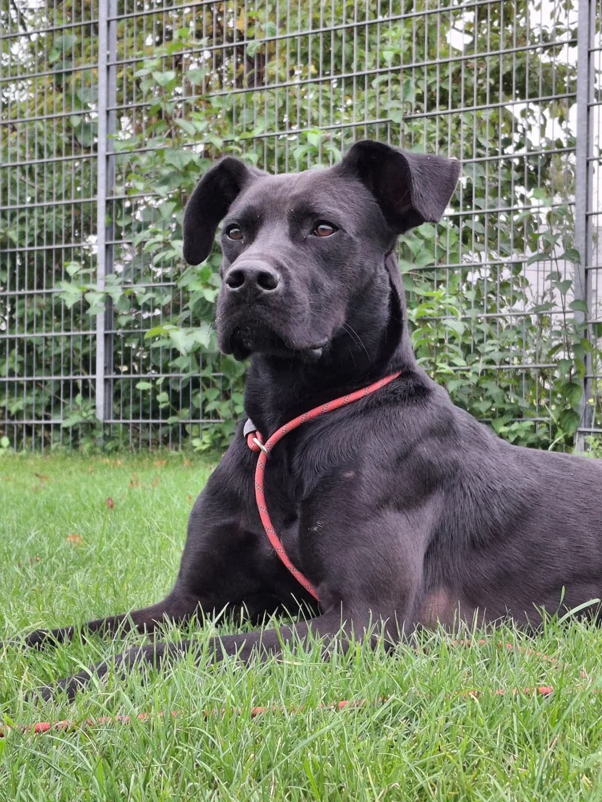 Hoops, male Great Dane for adoption at Croix Bleue Belgique — Refuge de Forest, Forest