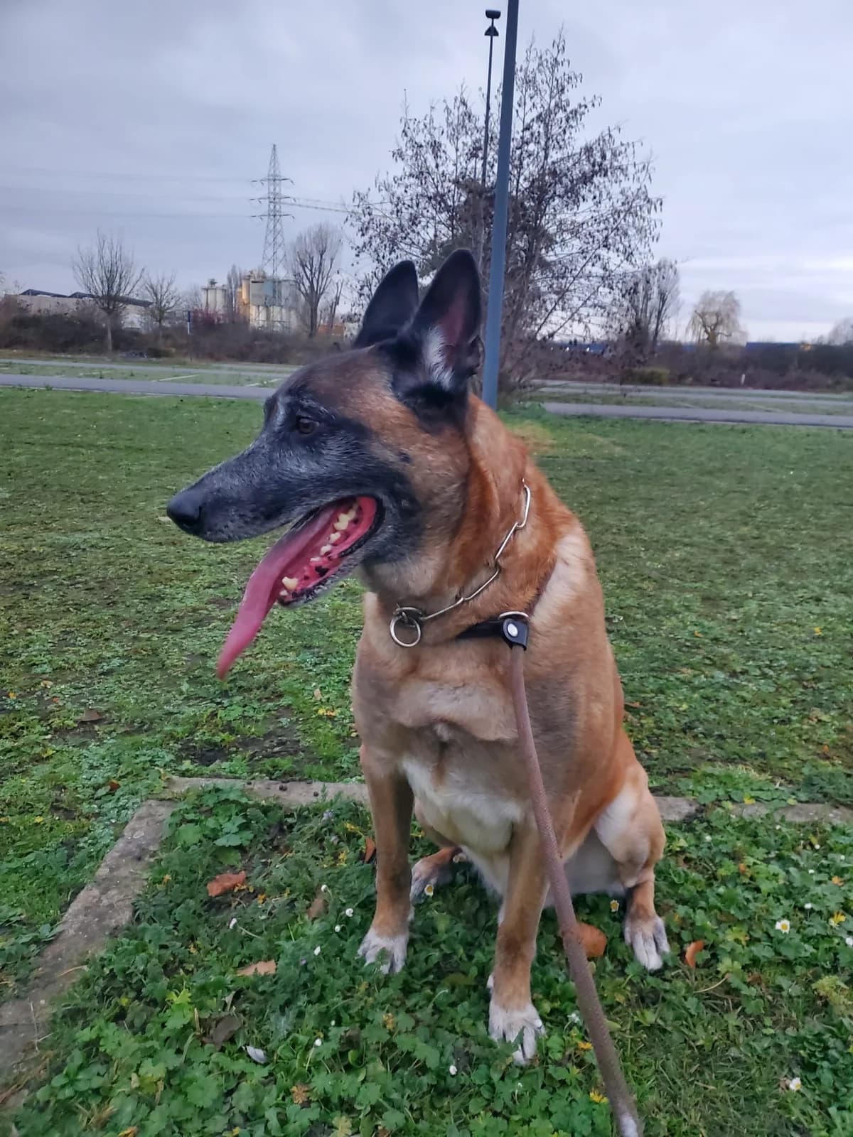 Ice, male 7yo Belgian Malinois for adoption at Croix Bleue Belgique — Refuge de Forest, Forest