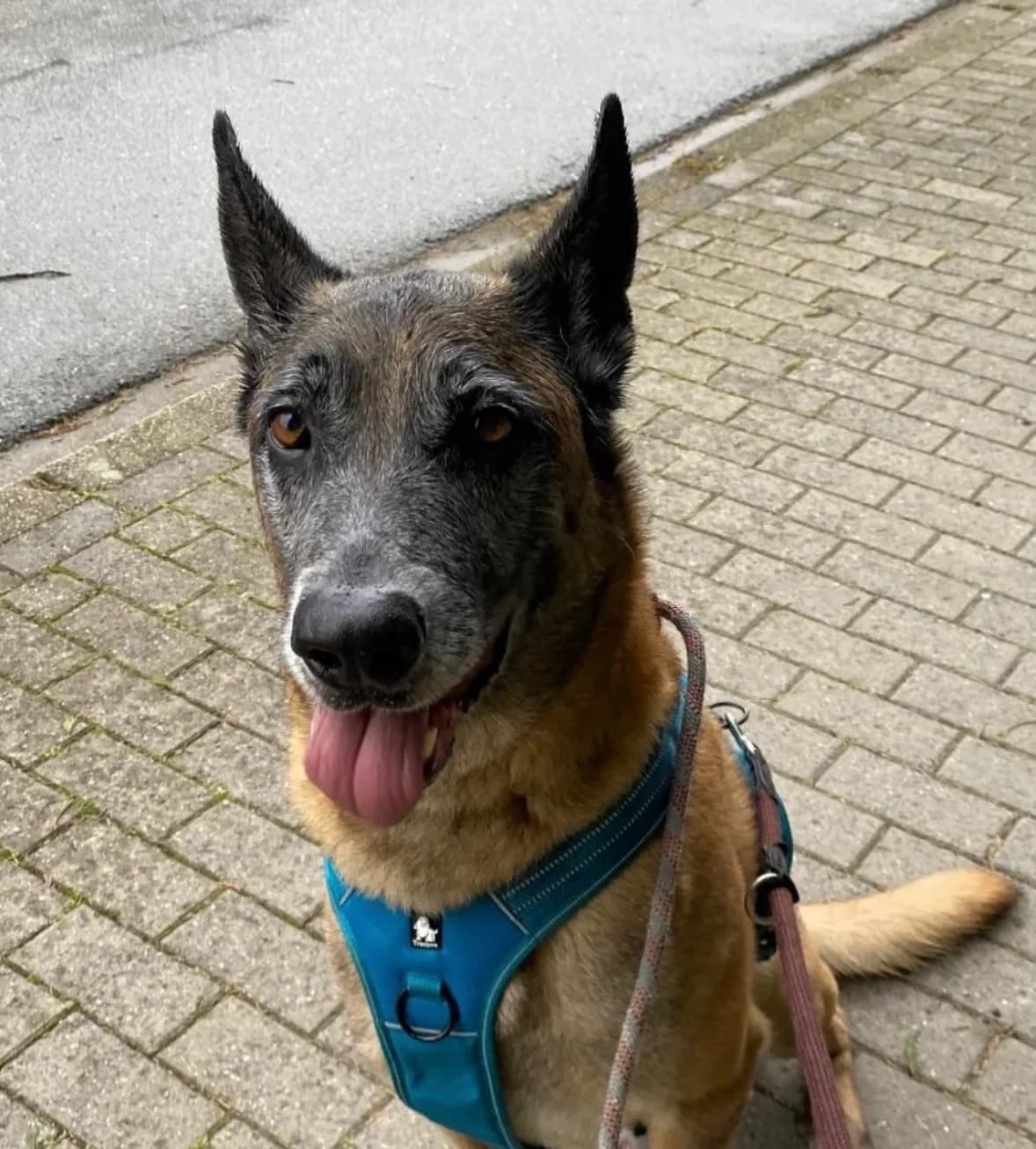 Ice, male 7yo Belgian Malinois for adoption at Croix Bleue Belgique — Refuge de Forest, Forest
