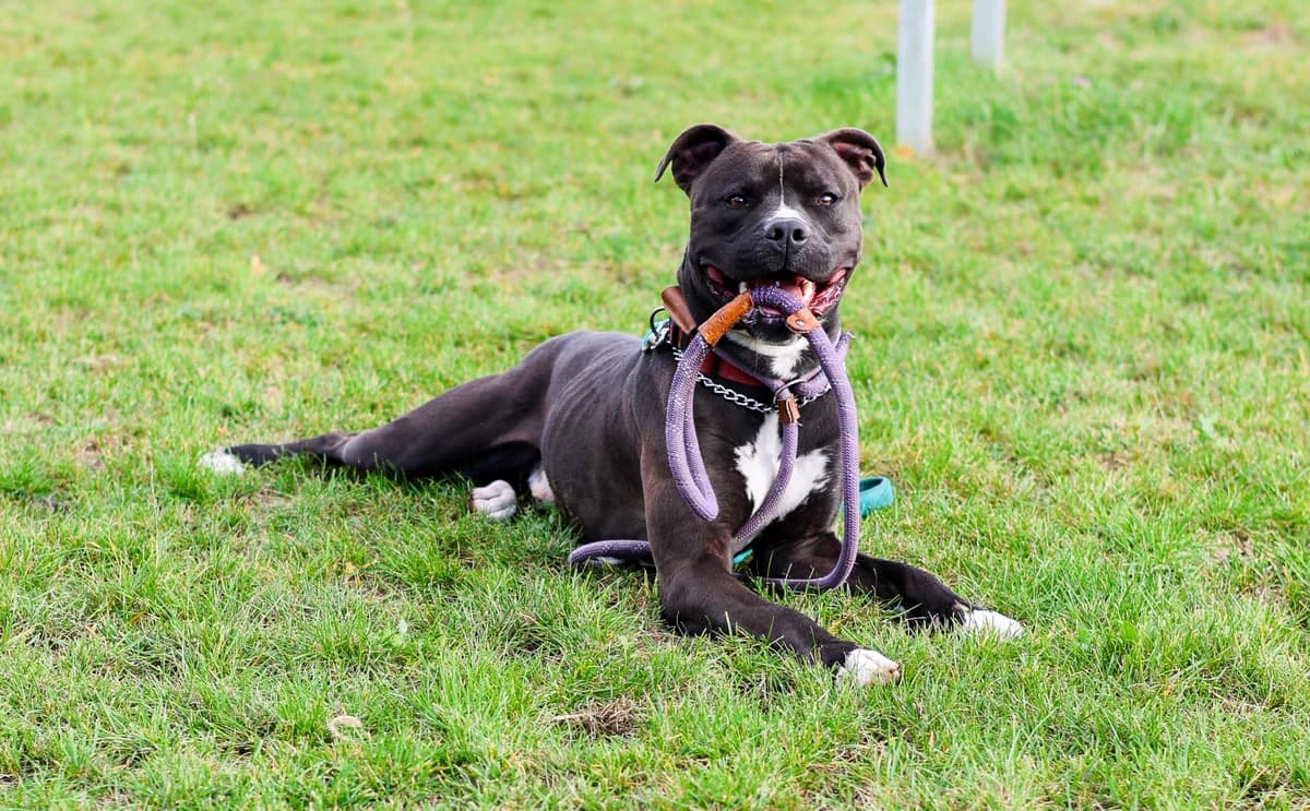 Kibga, male young American Staffordshire Terrier for adoption at Croix Bleue Belgique — Refuge de Forest, Forest