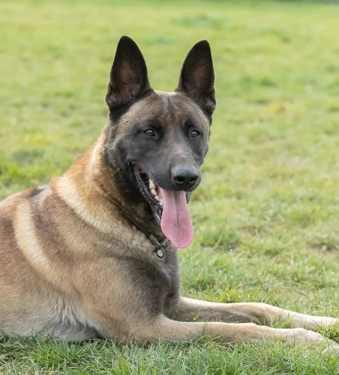Kimbo, male Belgian Malinois for adoption at Croix Bleue Belgique — Refuge de Forest, Forest
