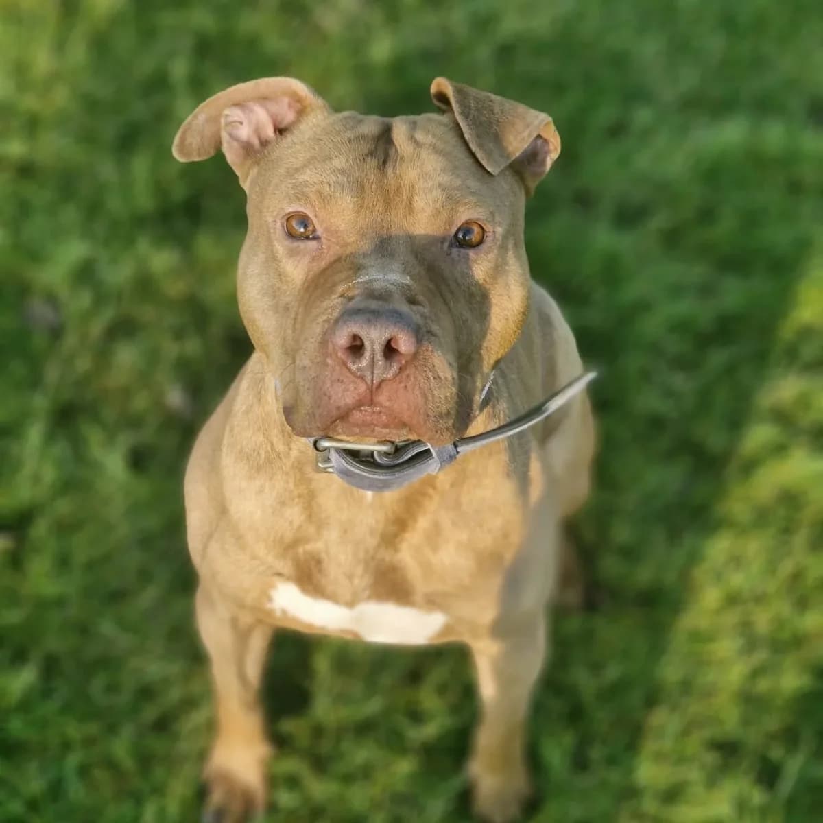 Lascar, male American Staffordshire Terrier for adoption at Croix Bleue Belgique — Refuge de Forest, Forest