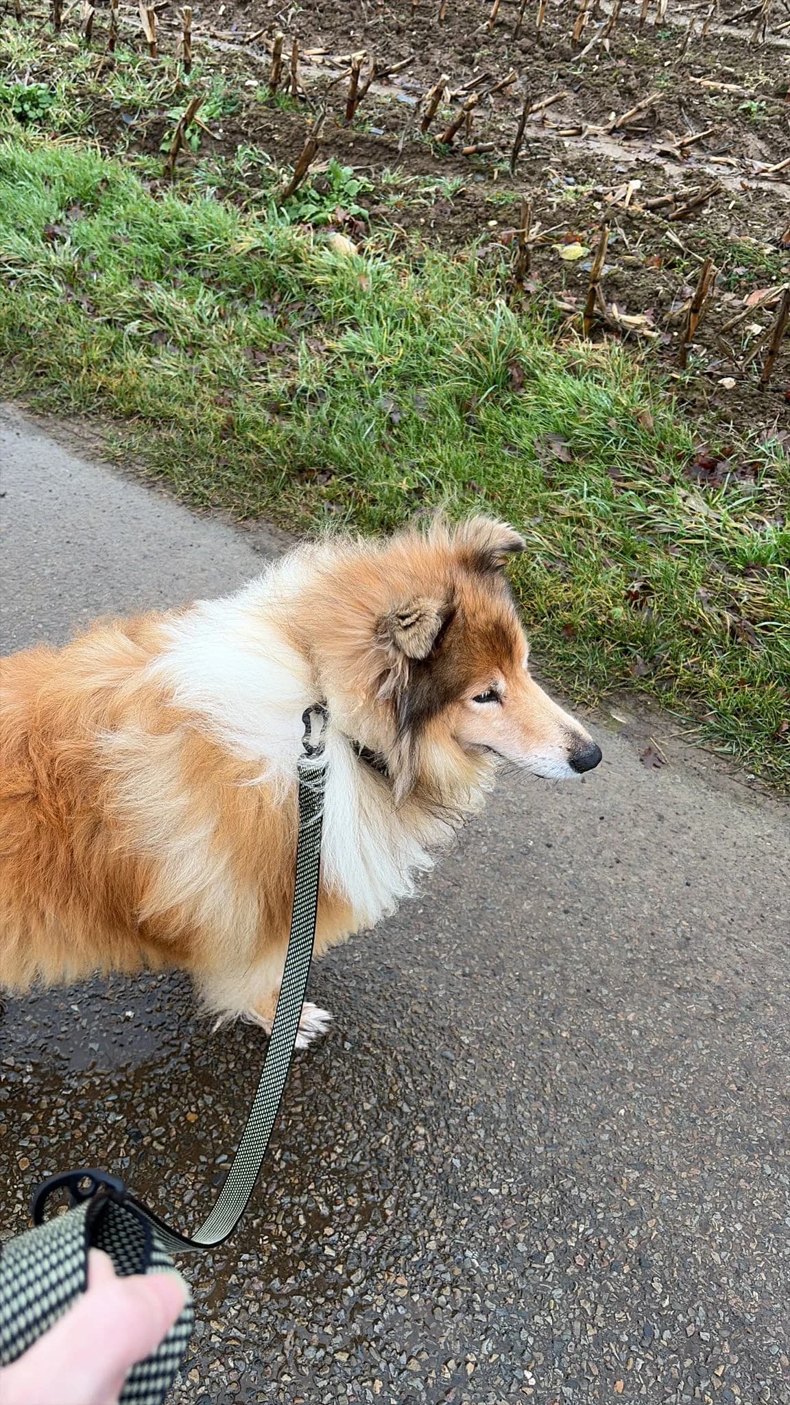 Léo, male senior Collie for adoption at Croix Bleue Belgique — Refuge de Forest, Forest