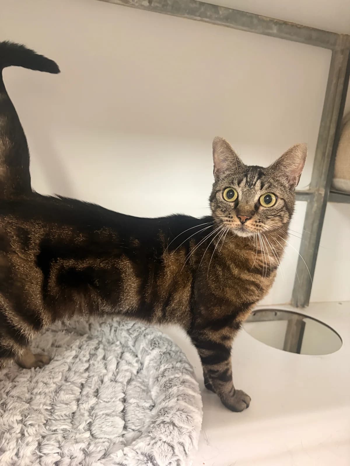 Liloo, female 4yo European Shorthair for adoption at Croix Bleue Belgique — Refuge de Forest, Forest