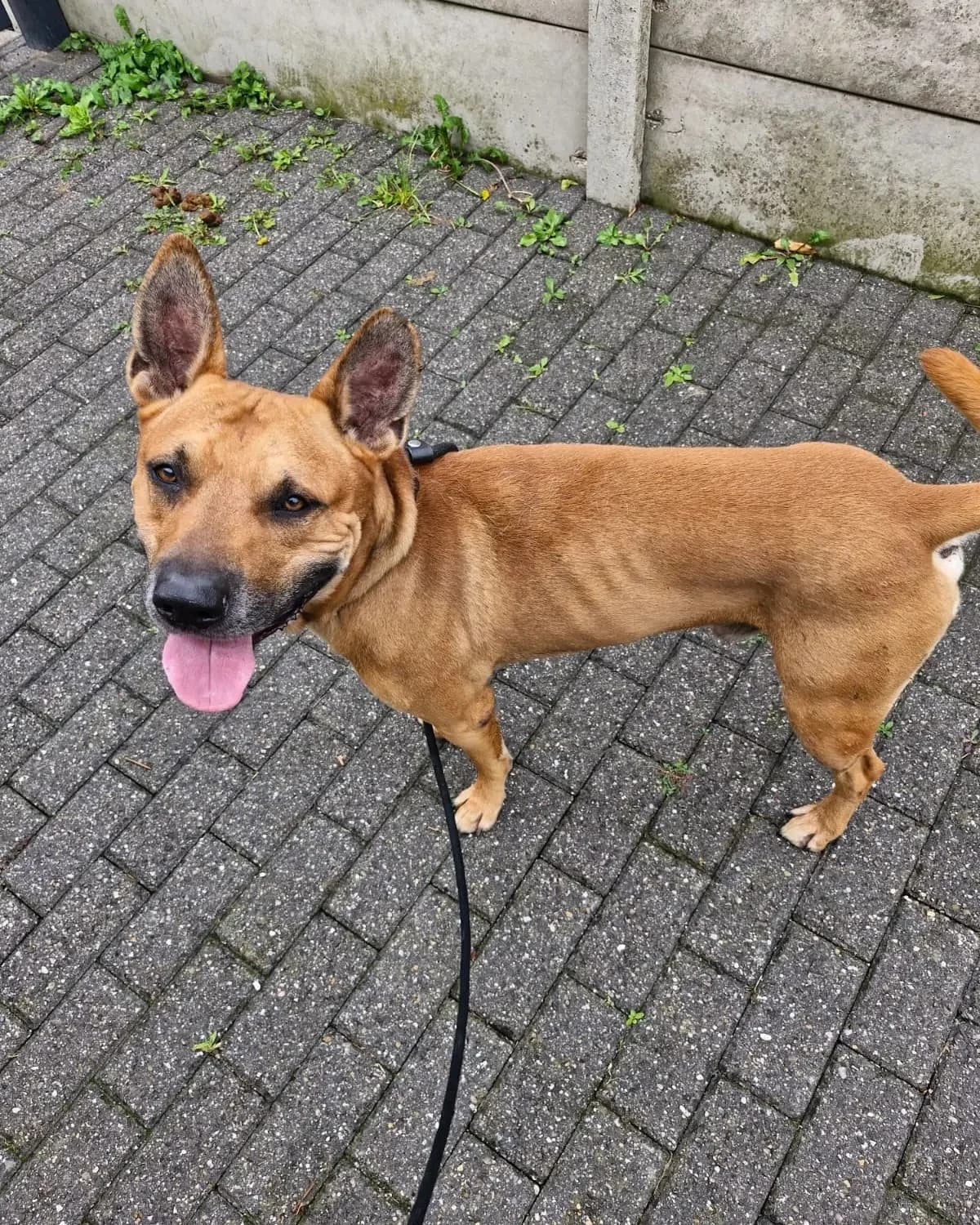 Ludo, male 7yo American Staffordshire Terrier for adoption at Croix Bleue Belgique — Refuge de Forest, Forest